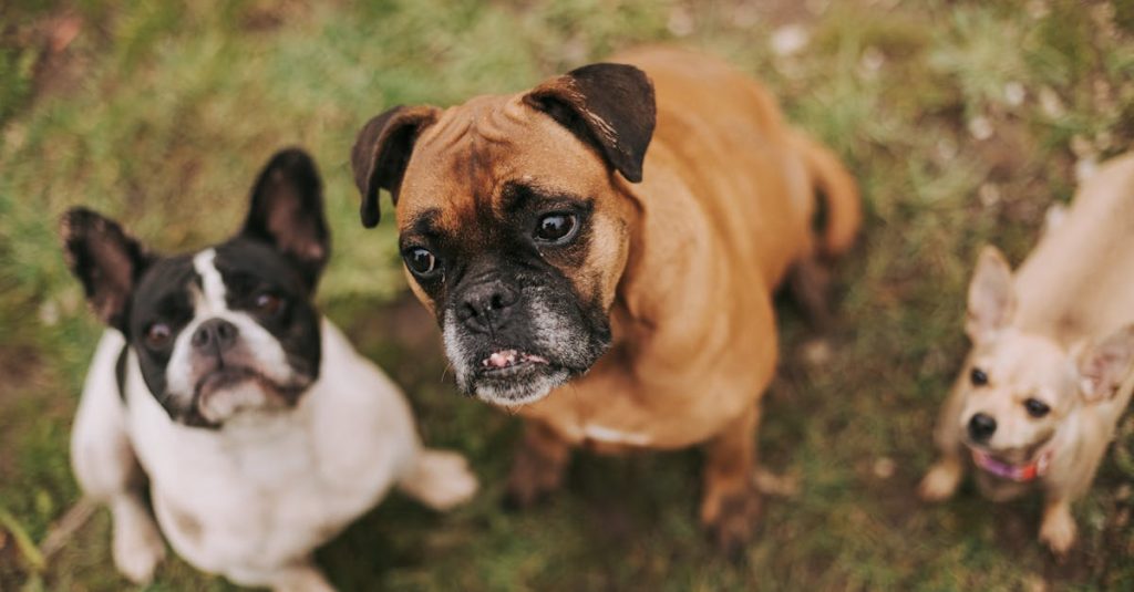 assurez la santé et le bien-être de votre chien avec une assurance adaptée. comparez les offres pour trouver la couverture idéale à prix compétitif.